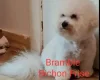 Bichon Frise