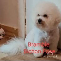 Bichon Frise