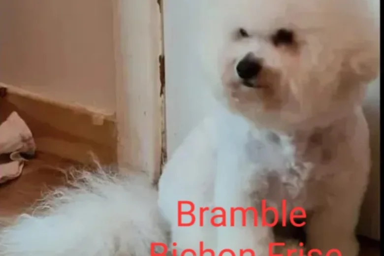Bichon Frise