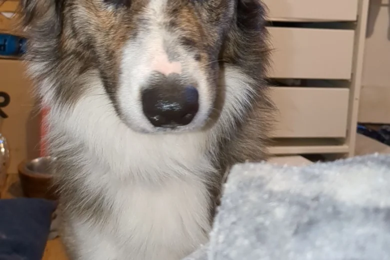 Border Collie