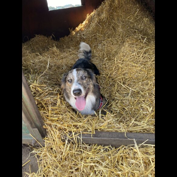 Border Collie