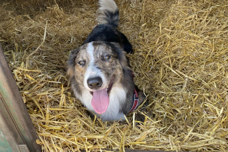 Border Collie