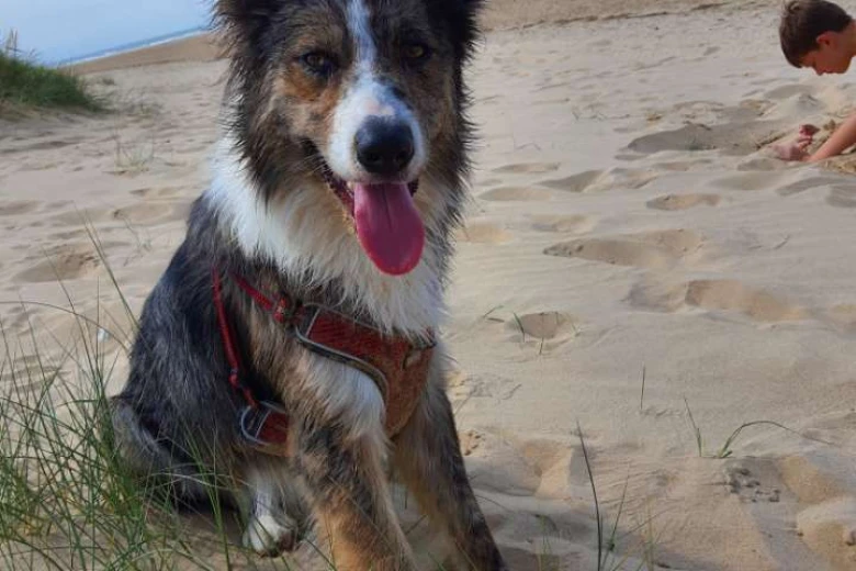Border Collie