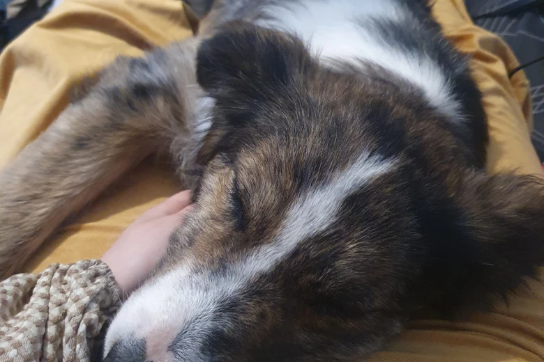 Border Collie