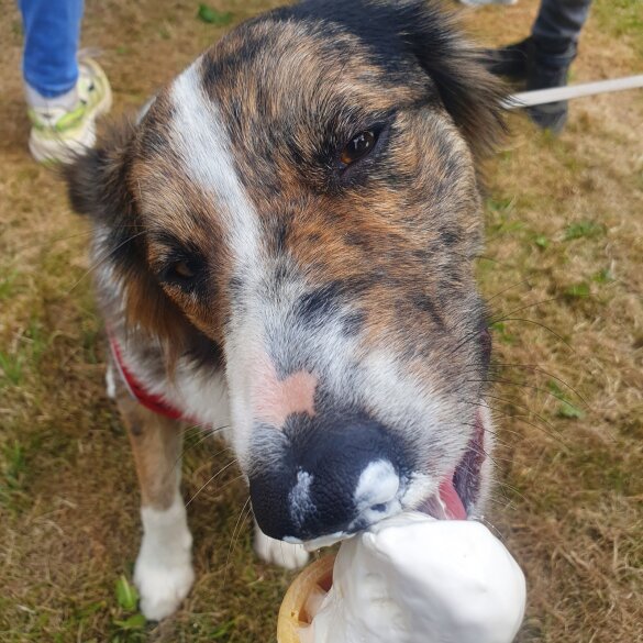 Border Collie