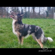 Border Collie