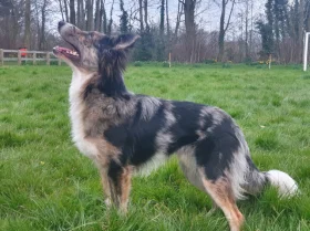Border Collie