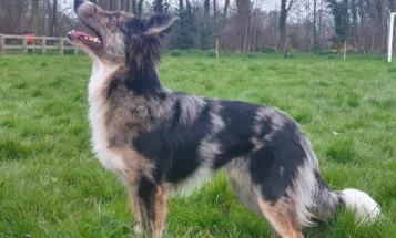 Border Collie
