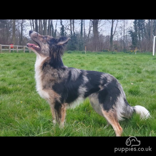 Border Collie