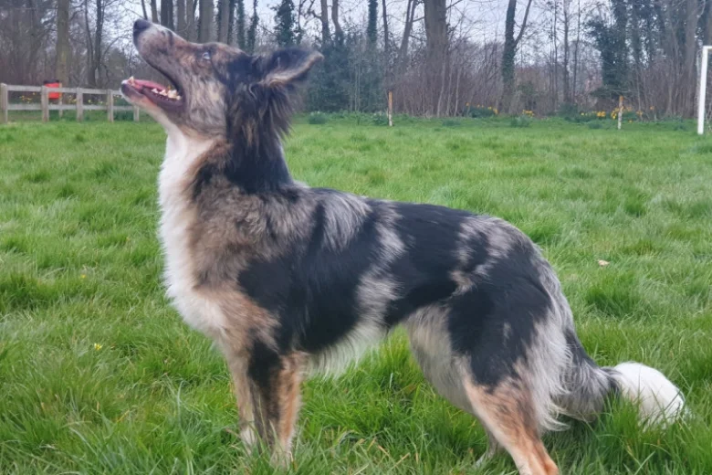 Border Collie