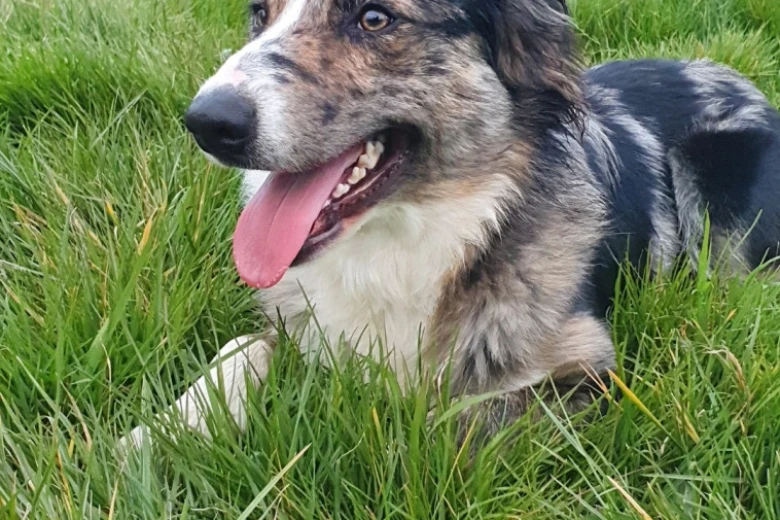 Border Collie