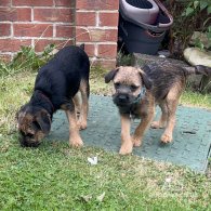 Border Terrier - Dogs