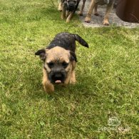 Border Terrier - Dogs