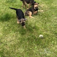 Border Terrier - Dogs