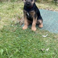 Border Terrier - Dogs