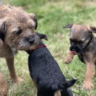 Border Terrier - Dogs