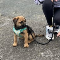 Border Terrier - Dogs