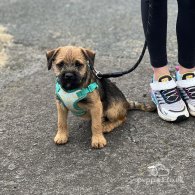 Border Terrier - Dogs