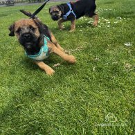 Border Terrier - Dogs