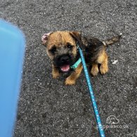 Border Terrier - Dogs