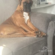 Boxer - Both