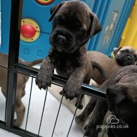 Bullmastiff - Both