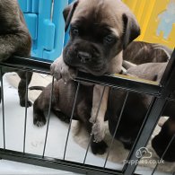 Bullmastiff - Both