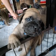 Bullmastiff - Both