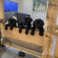 Cane Corso - Both