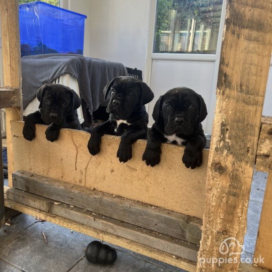 Cane Corso - Both