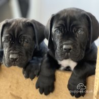 Cane Corso - Both