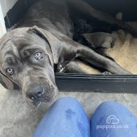 Cane Corso - Both