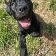 Cane Corso - Bitches