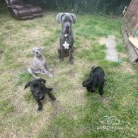 Cane Corso - Bitches