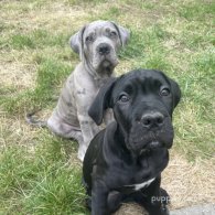 Cane Corso - Bitches