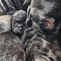 Cane Corso - Both