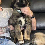 Caucasian Shepherd Dog - Both