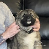 Caucasian Shepherd Dog - Both