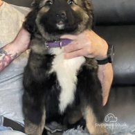 Caucasian Shepherd Dog - Both