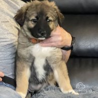 Caucasian Shepherd Dog - Both