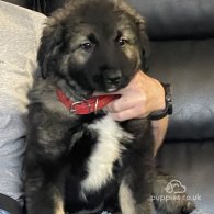 Caucasian Shepherd Dog - Both