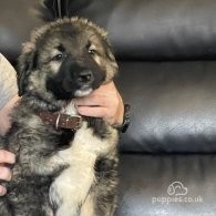 Caucasian Shepherd Dog - Both