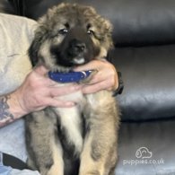 Caucasian Shepherd Dog - Both