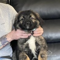 Caucasian Shepherd Dog - Both