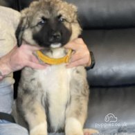 Caucasian Shepherd Dog - Both