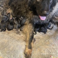 Caucasian Shepherd Dog - Both