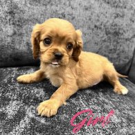 Cavalier King Charles Spaniel - Both