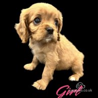 Cavalier King Charles Spaniel - Both