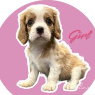 Cavalier King Charles Spaniel - Both