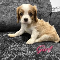 Cavalier King Charles Spaniel - Both